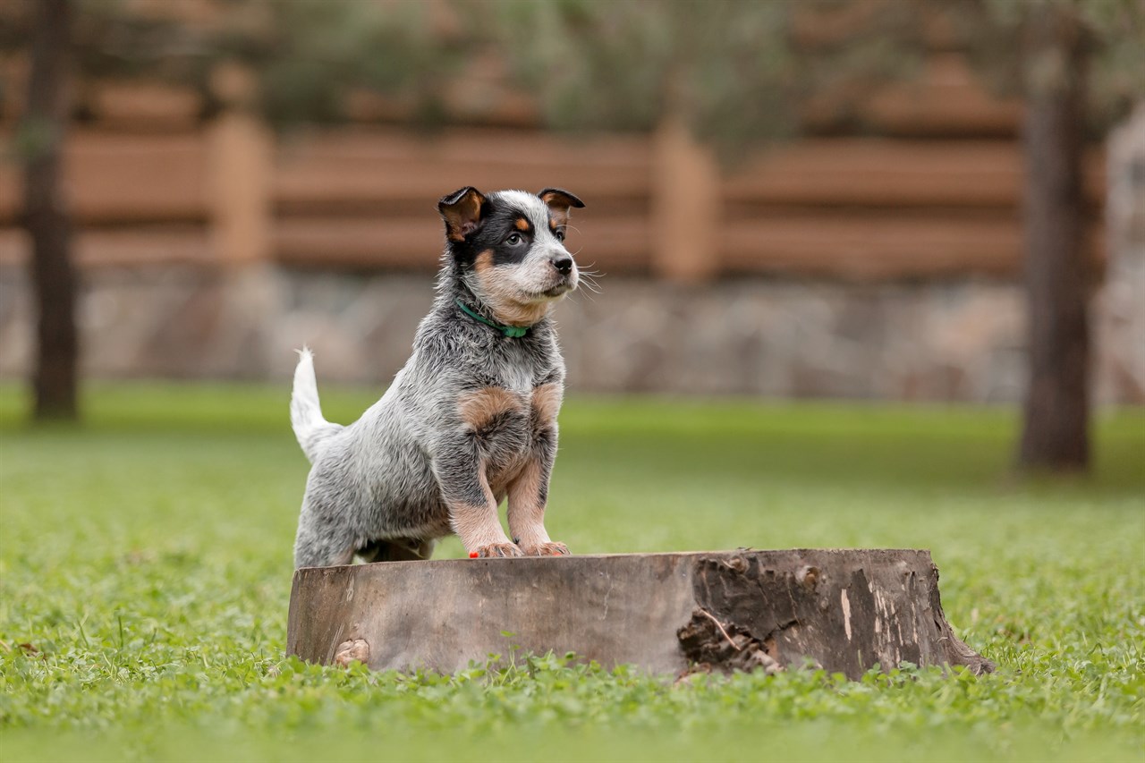 Adorable Australian Cattle Puppy standing on a tree stump