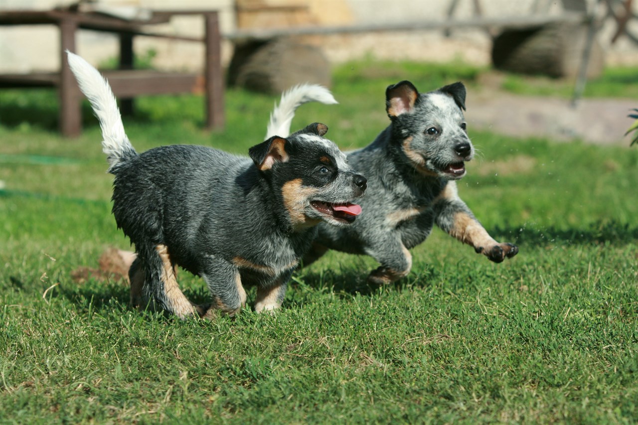 Two cute Australian Cattle Puppy running on grass enjoying playing outdoor