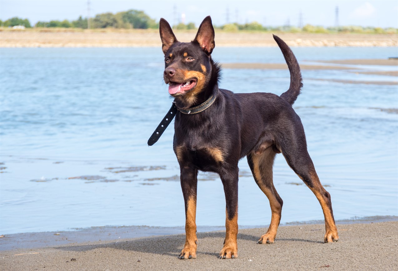 Australian Kelpie standing on a beach