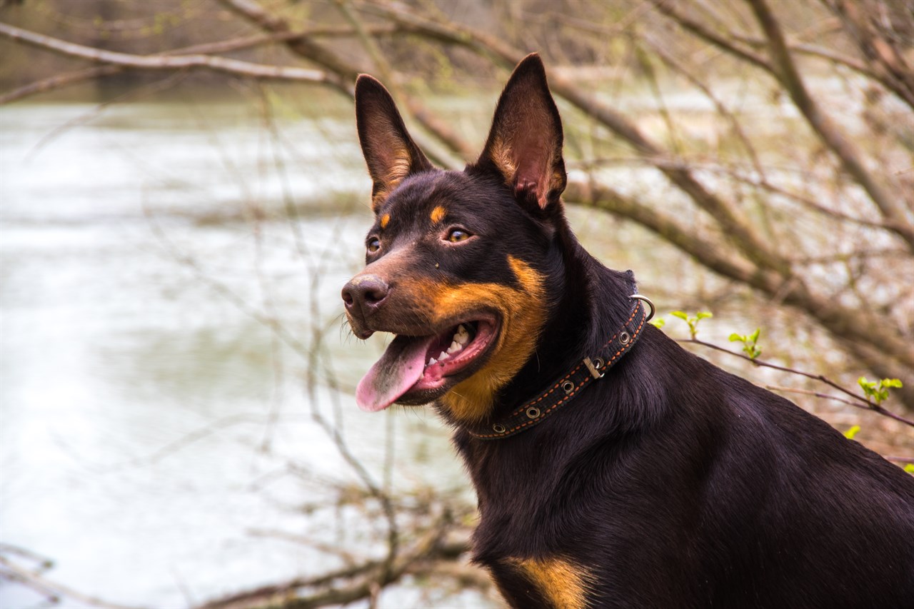 Australian Kelpie smiling with tongue out near lake