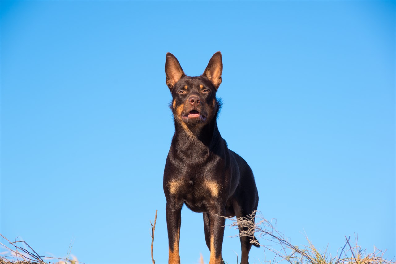 Australian Kelpie standing with beautiful blue sky background