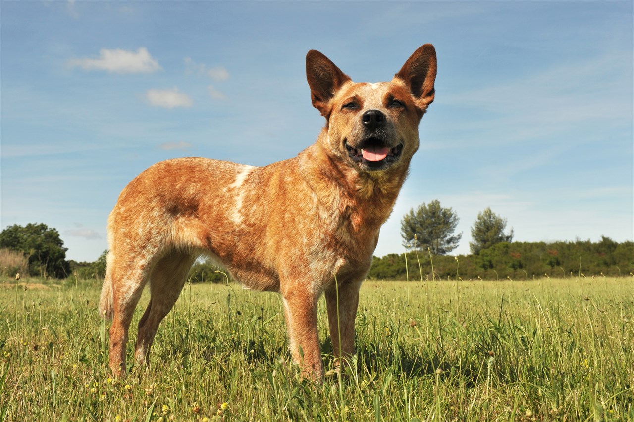 Light brown Australian Kelpie smiling towards camera enjoying outdoor