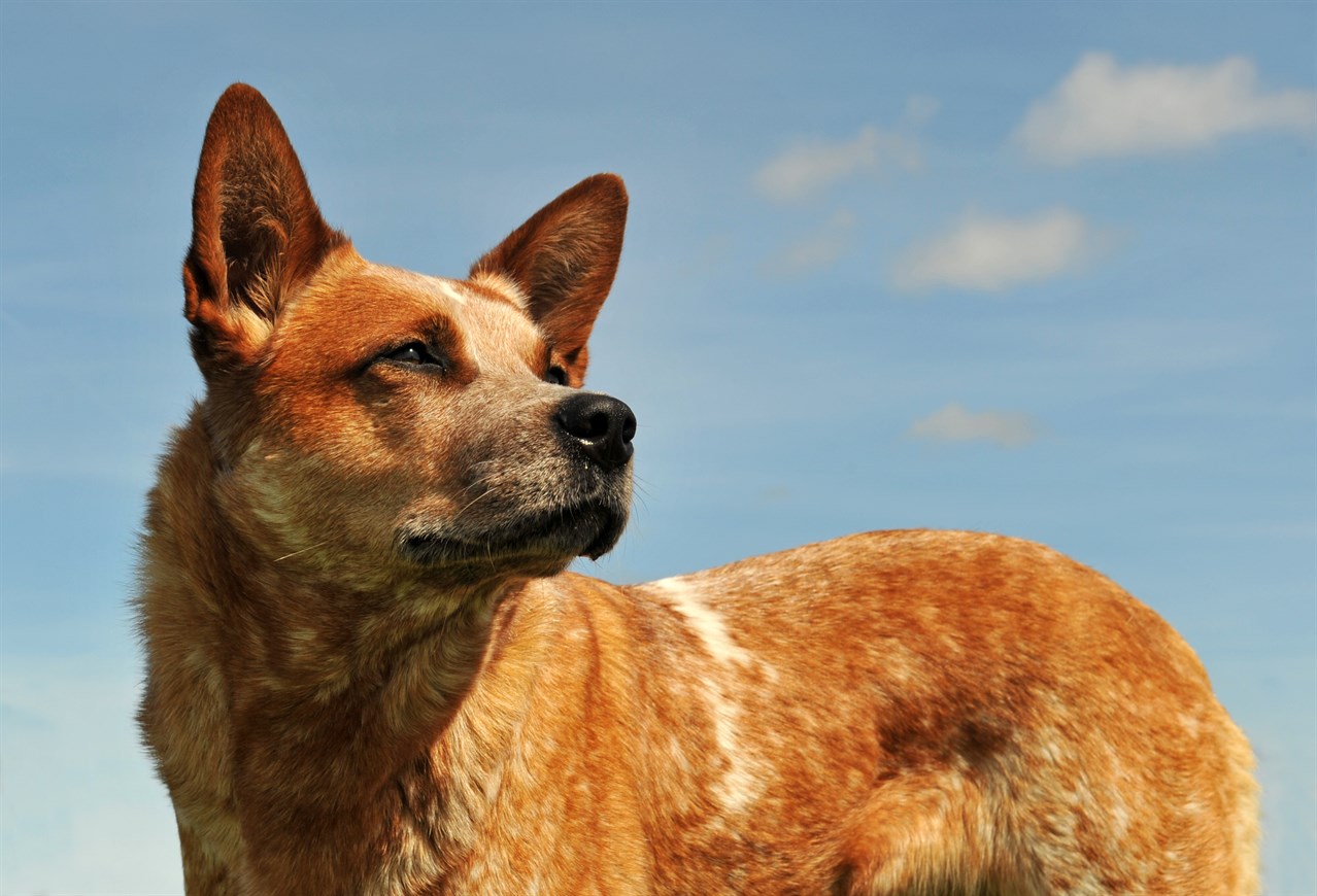 Close-up view of Australian Kelpie enjoying sunnny day