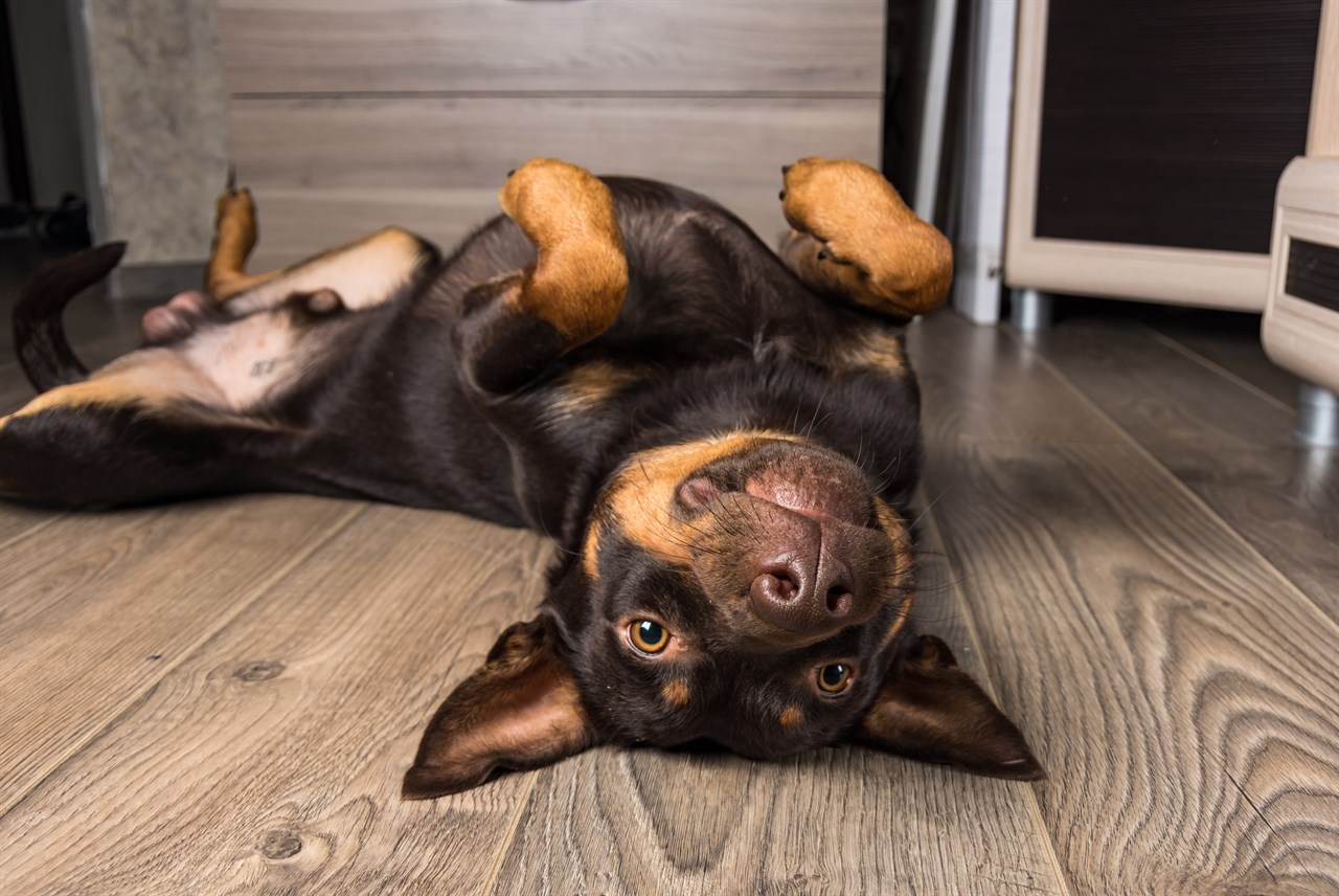 Australian Kelpie Puppy in belly up position indoor