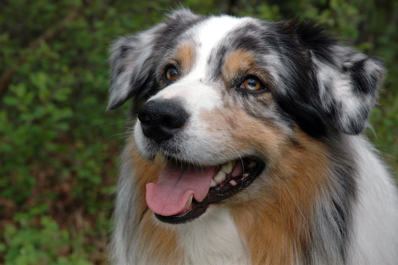 Close-up view of smiling Australian Shepherd looking towards camera