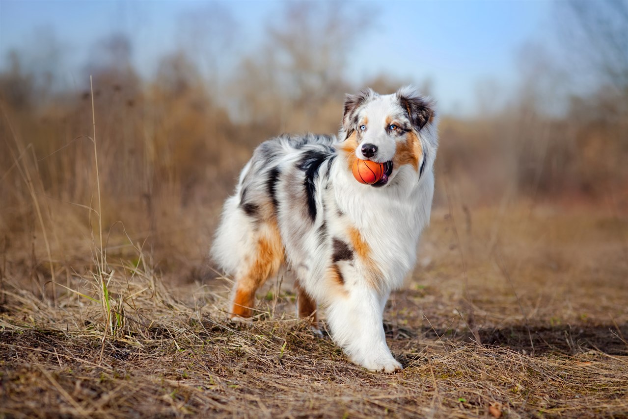 Australian Shepherd playing with chew toy during autumn season