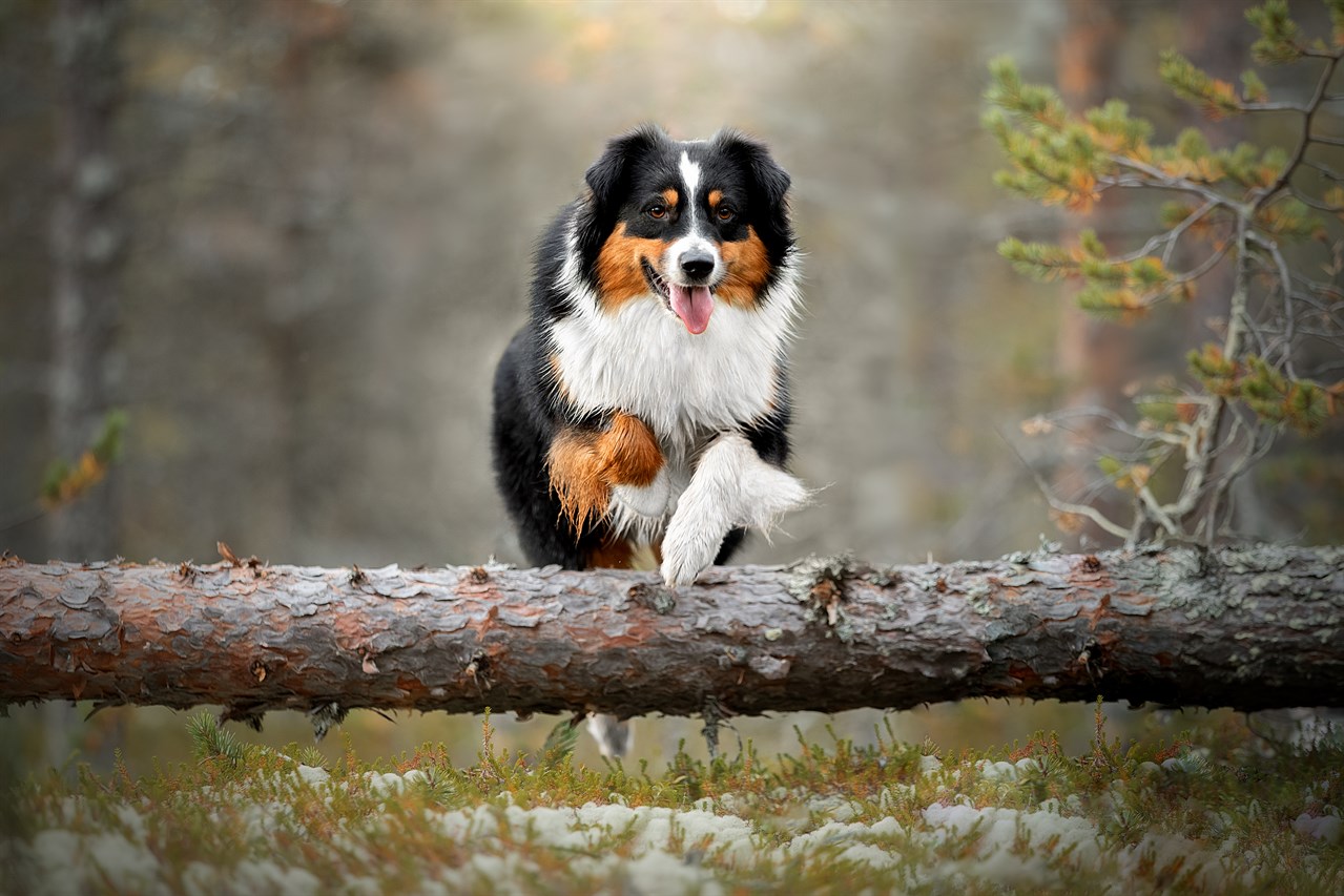 Happy Australian Shepherd Dog jumping over tree log