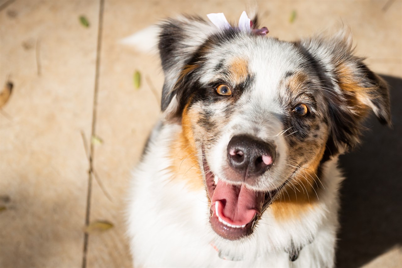 Smiling Australian Shepherd Dog wearing purple ribbon