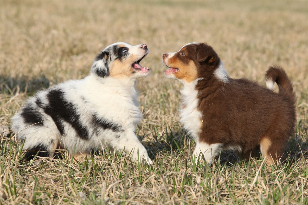 Two Australian Shepherd Puppy playing outdoor on grass field