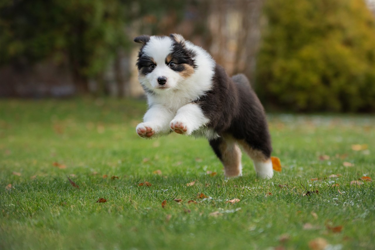 Cute Australian Shepherd Puppy playing and jumping on green grass