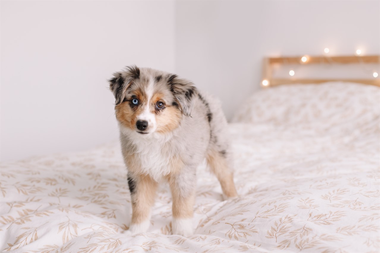 Australian Shepherd Puppy standing on the bed indoor