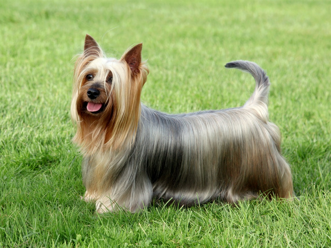 Australian Silky Terrier Dog standing on green grass happily smilling