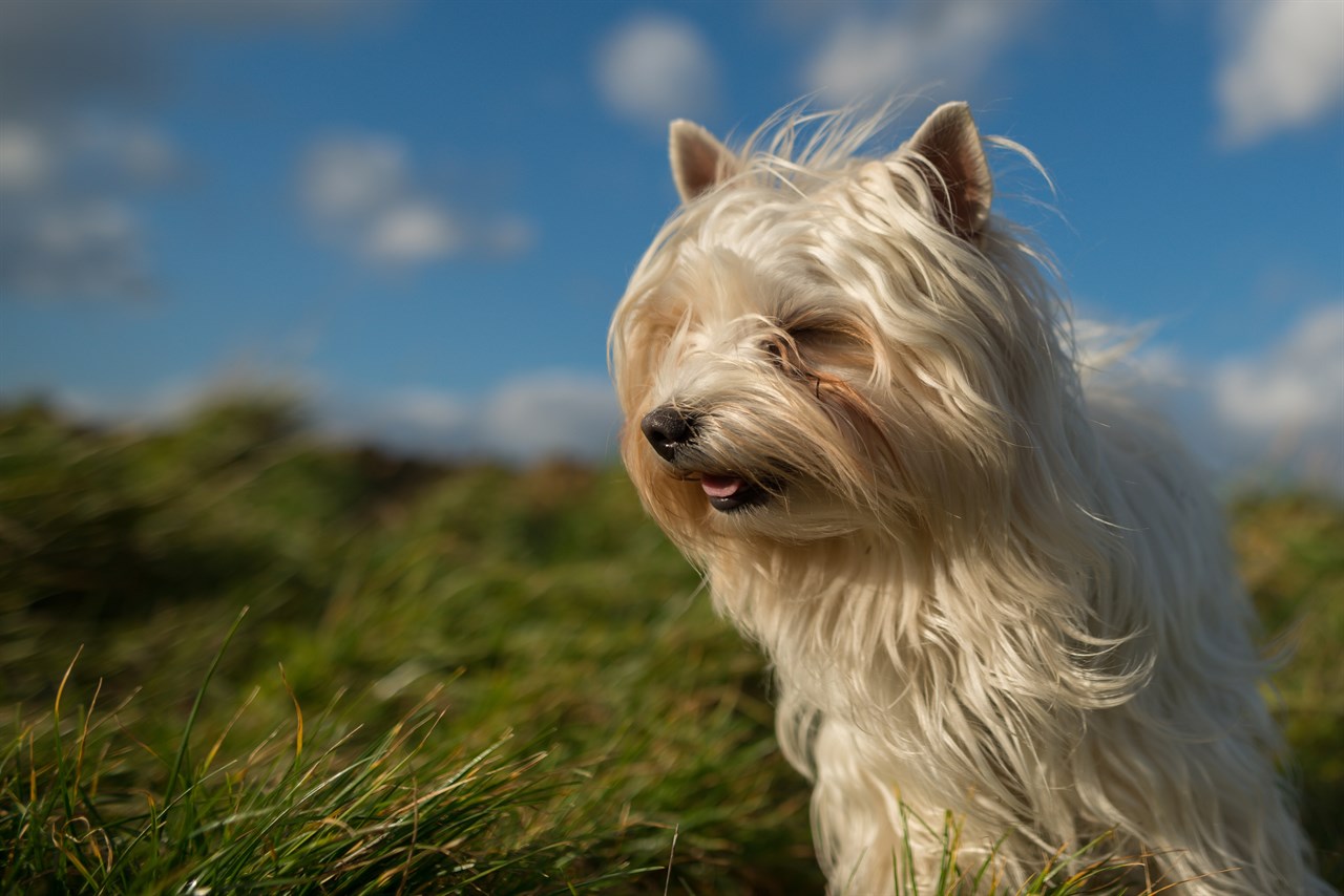 White Australian Silky Terrier enjoying light breeze outdoor