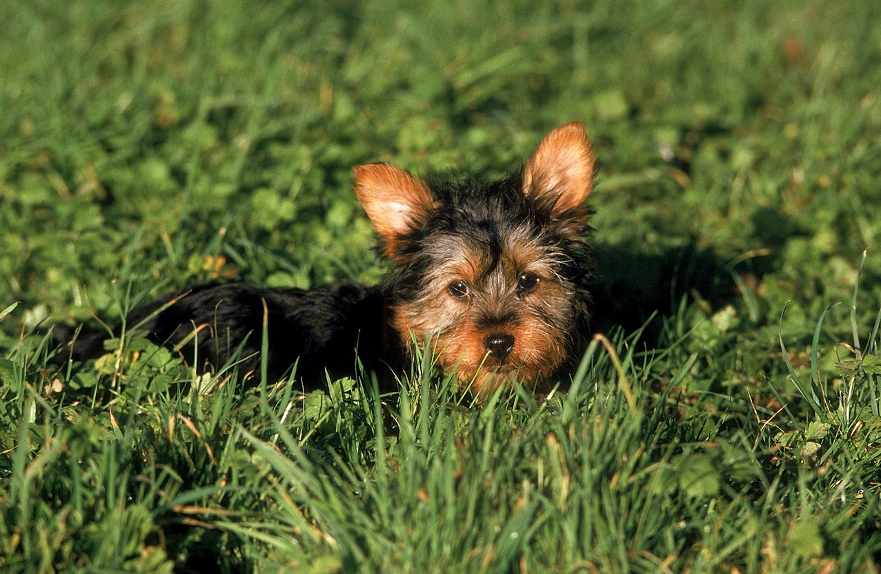 Little Australian Silky Terrier Puppy sitting on green grass