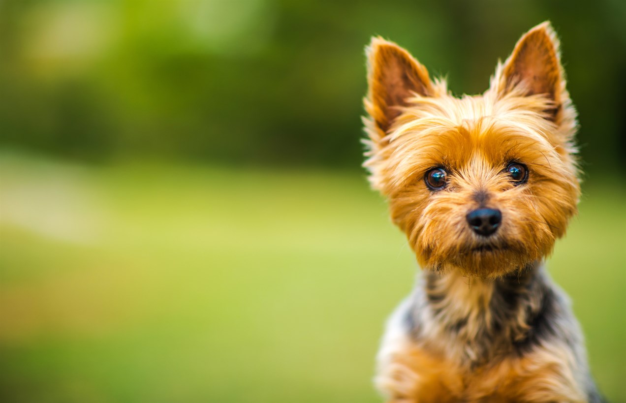 Close-up Australian Silky Terrier Puppy looking at camera with green background