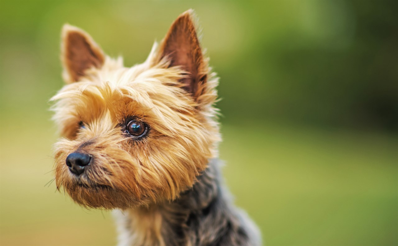 Close-up Australian Silky Terrier Puppy standing with green background