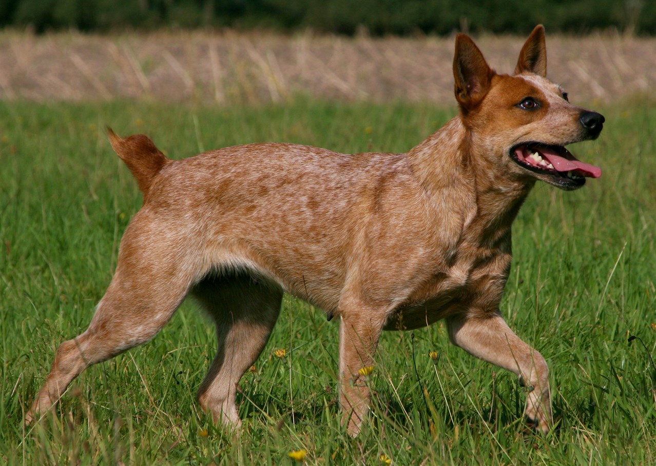 Australian Stumpy Tail Cattle Dog 1