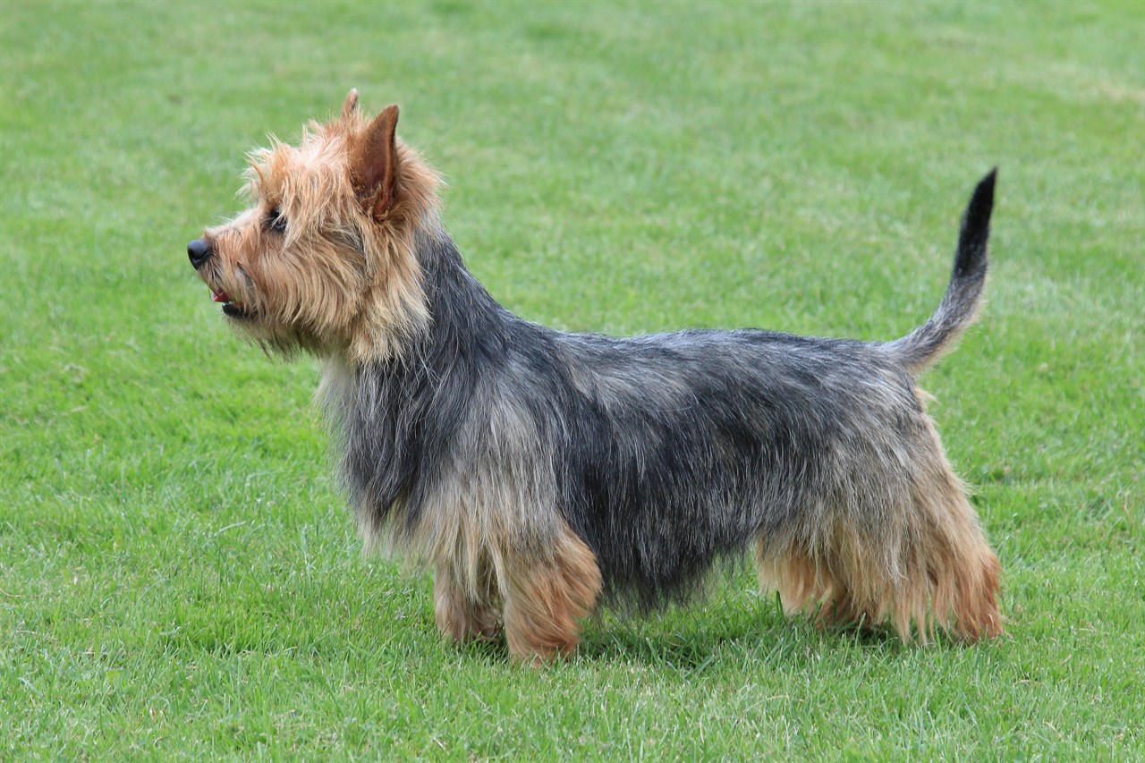 Australian Terrier Dog standing sideway on green grass