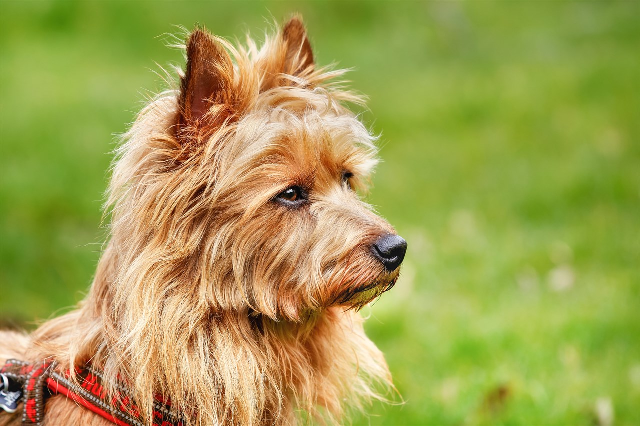 Close-up Australian Terrier outdoor wearing a leash