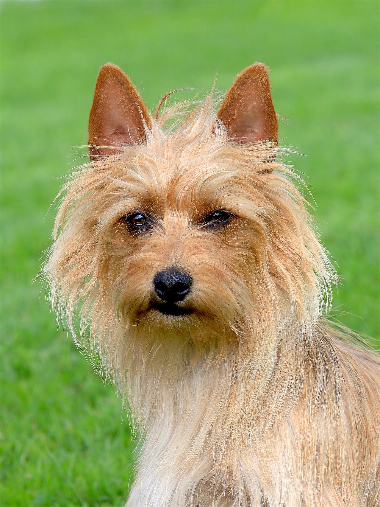 Close-up Australian Terrier looking towards camera outdoor