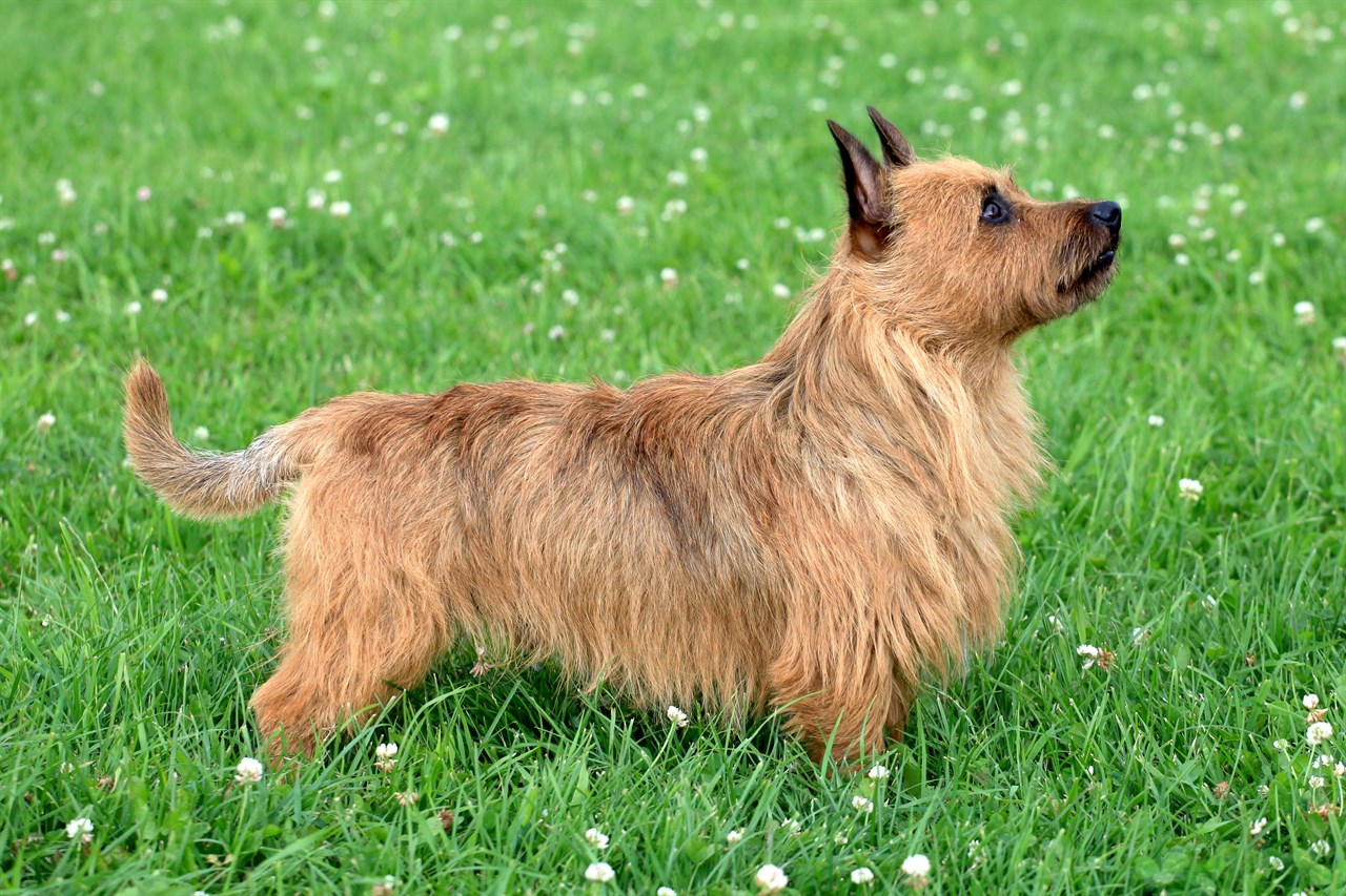 Australian Terrier standing on green grass looking up