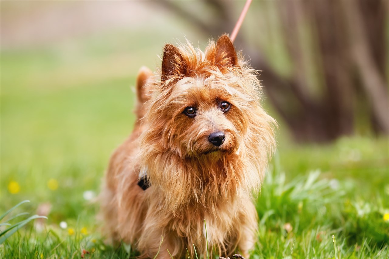 Cute Australian Terrier enjoying walking outdoor