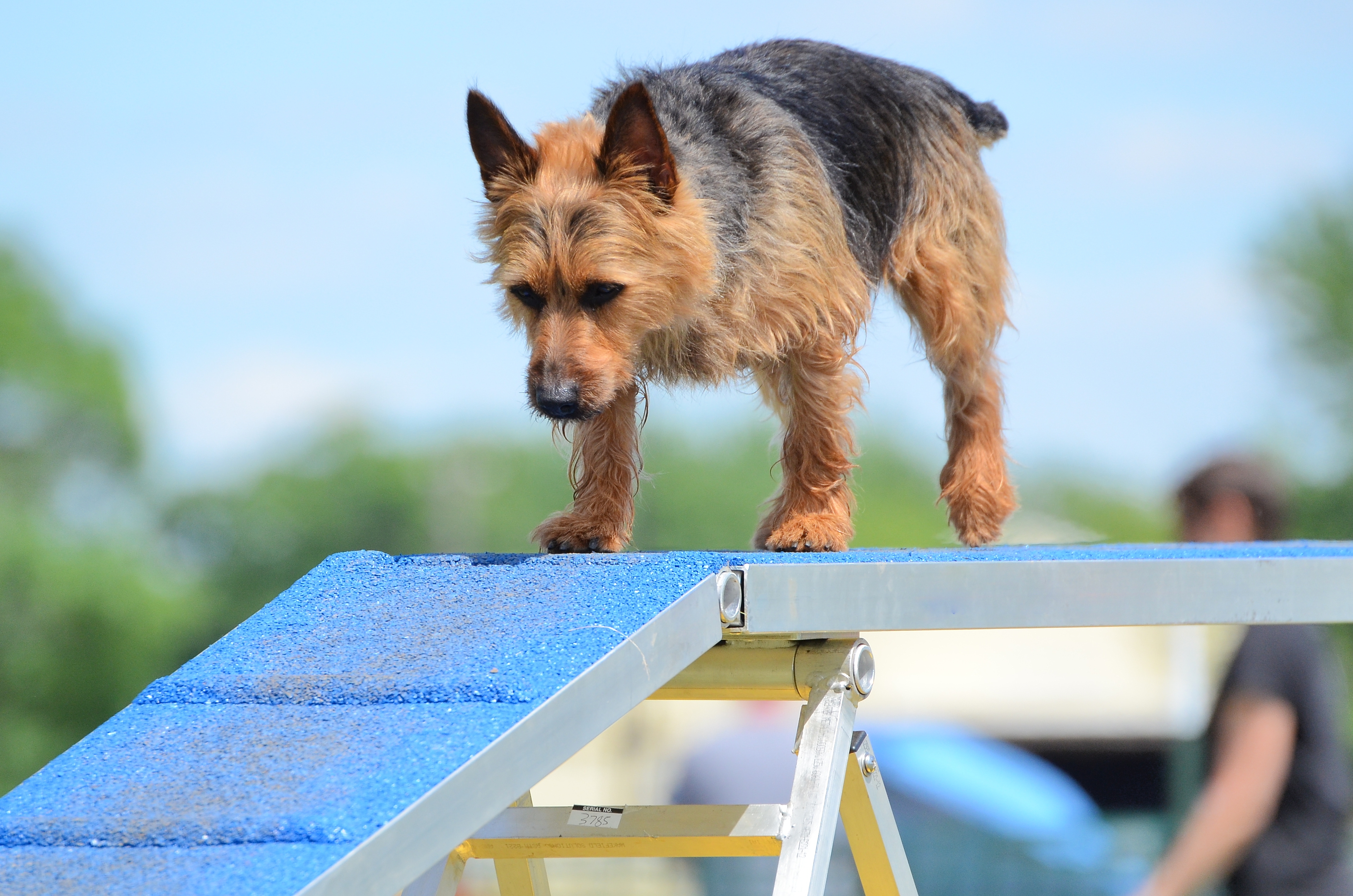 Australian Terrier walking on blue steps