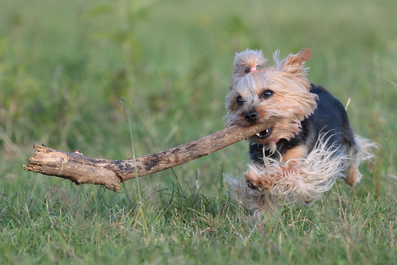 Little Australian Terrier Puppy running with stick in her mouth