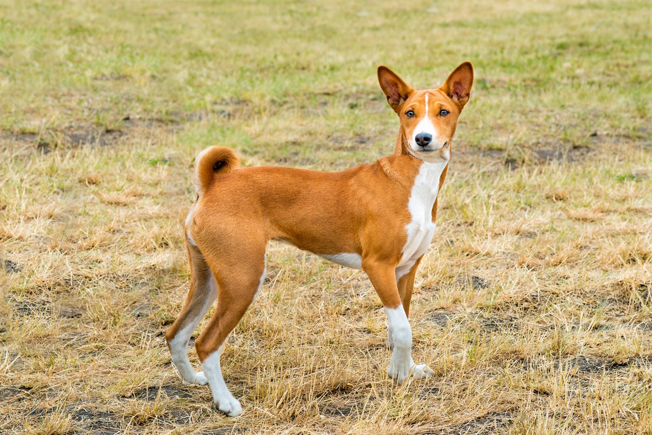 Light colour Basenji standing smiling towards camera