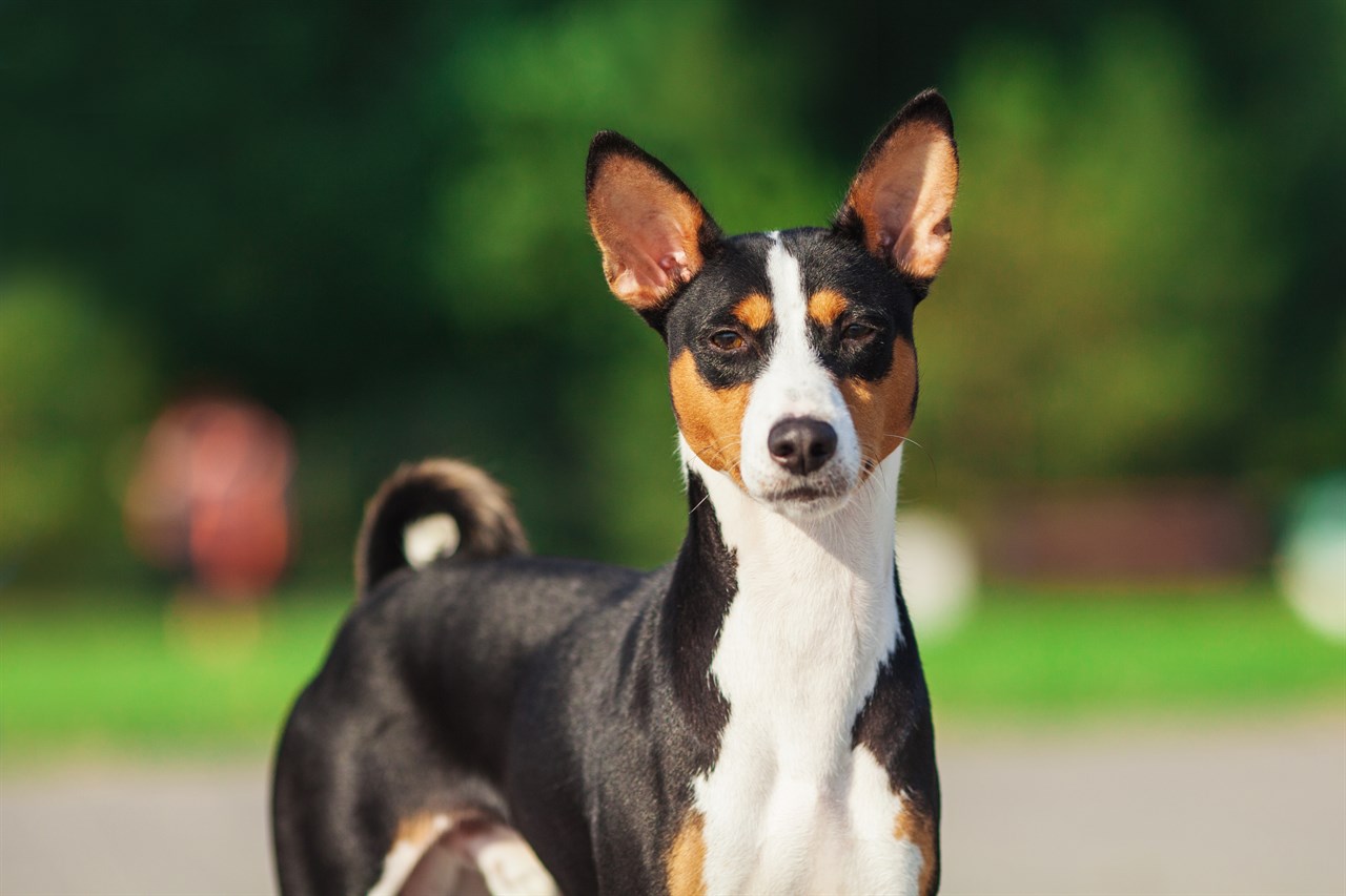 Tri colour Basenji looking at camera outdoor