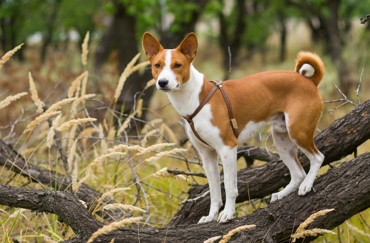 Basenji standing on tree branch in the woods