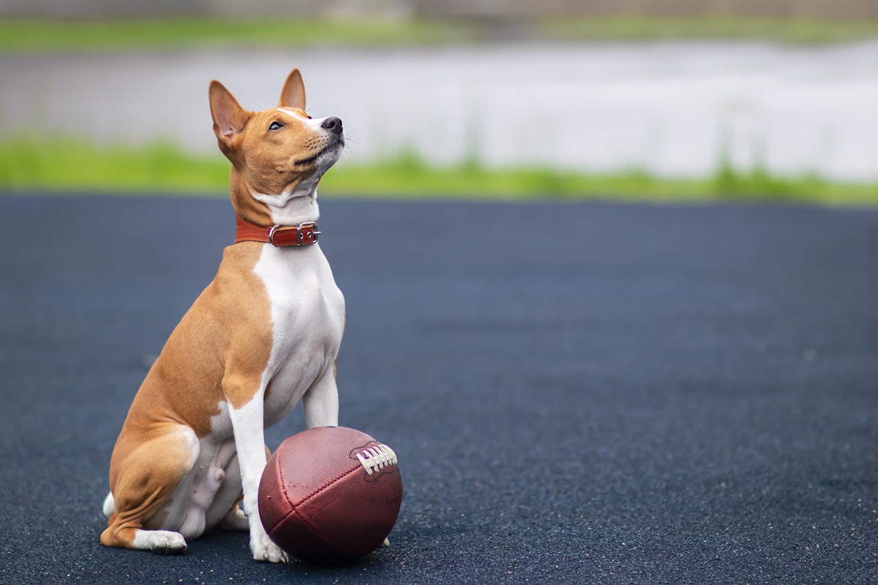 Basenji standing with rugby ball on black asphalt