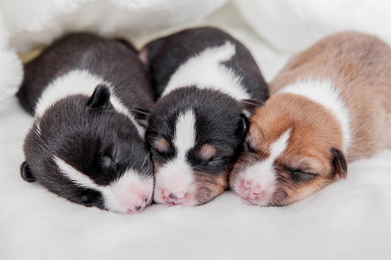 Three newborn Basenji Puppy sleeping on the blanket