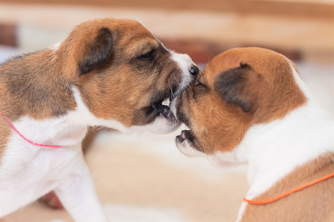 Two Basenji Puppy play fighting with each other