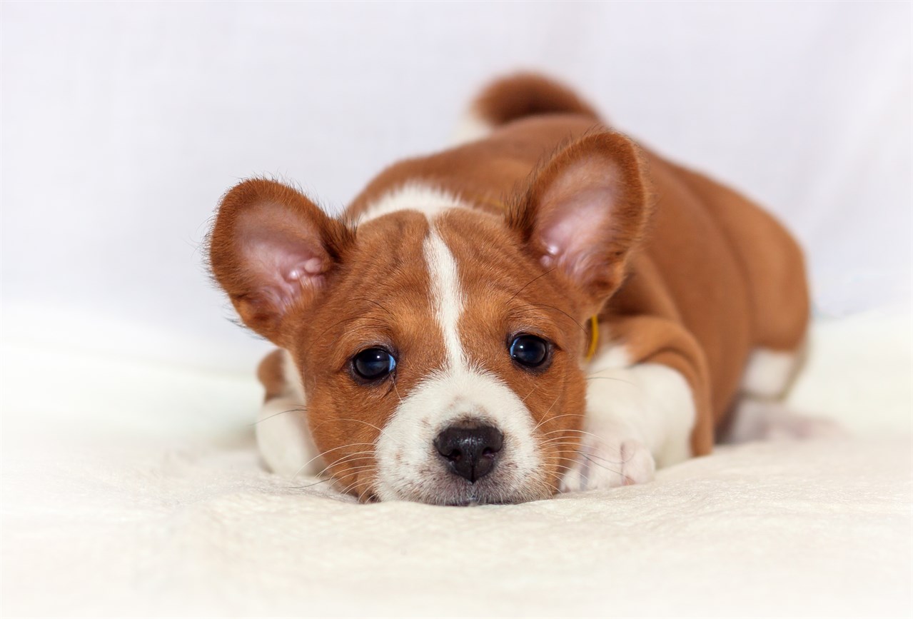 Cute Basenji Puppy laying on blanket looking at camera