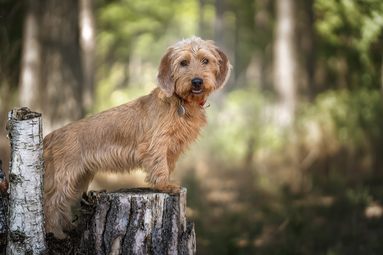 Basset Fauve De Bretagne standing on tree stump looking at camera