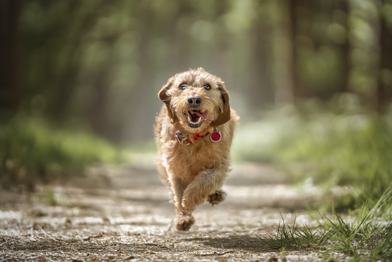 Basset Fauve De Bretagne running towards camera in the woods