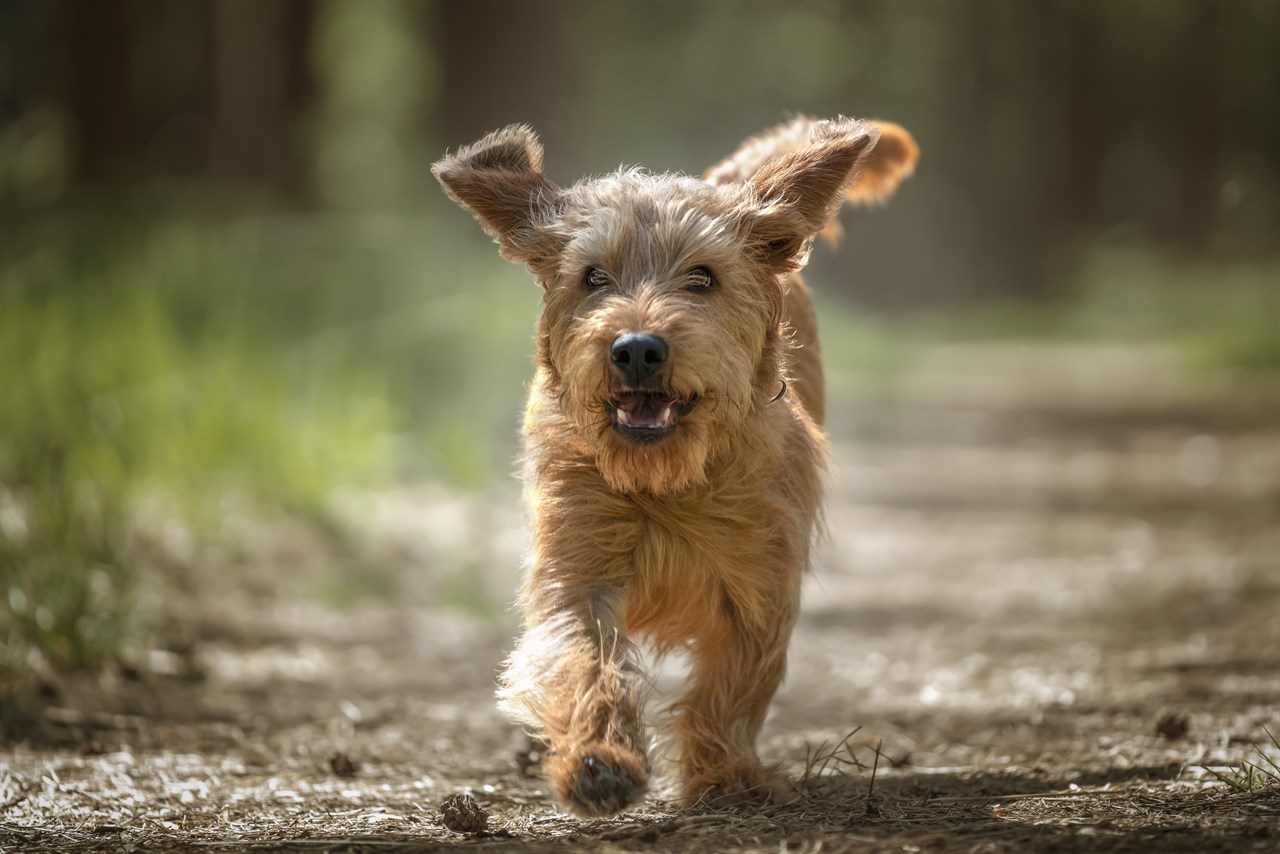 Happy Basset Fauve De Bretagne Puppy running enjoying nature