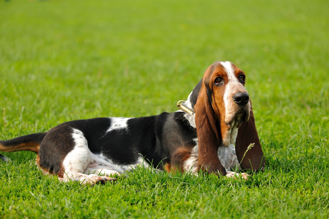 Basset Hound laying on green grass looking at camera