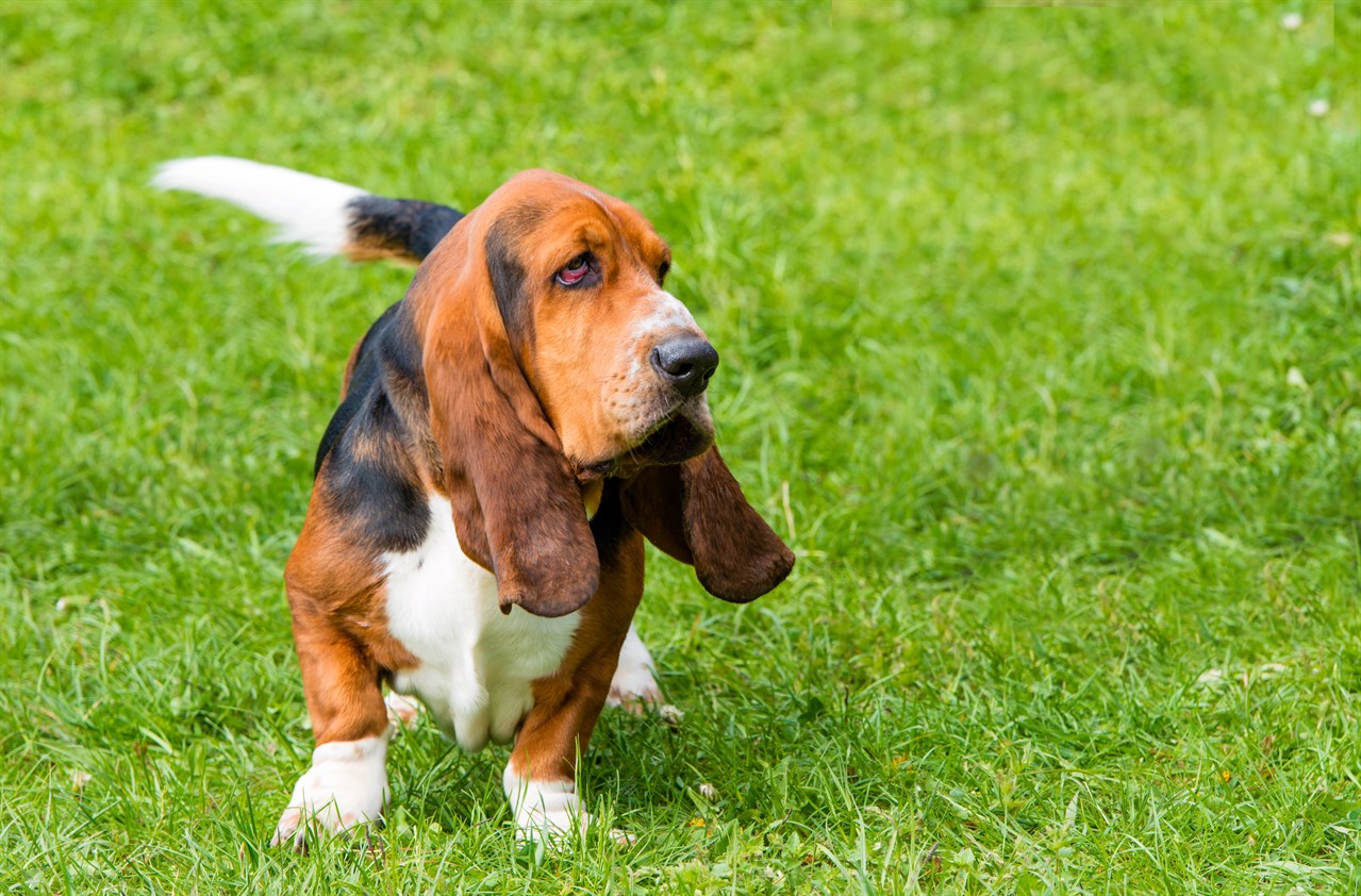 Basset Hound running on green grass enjoying outdoor