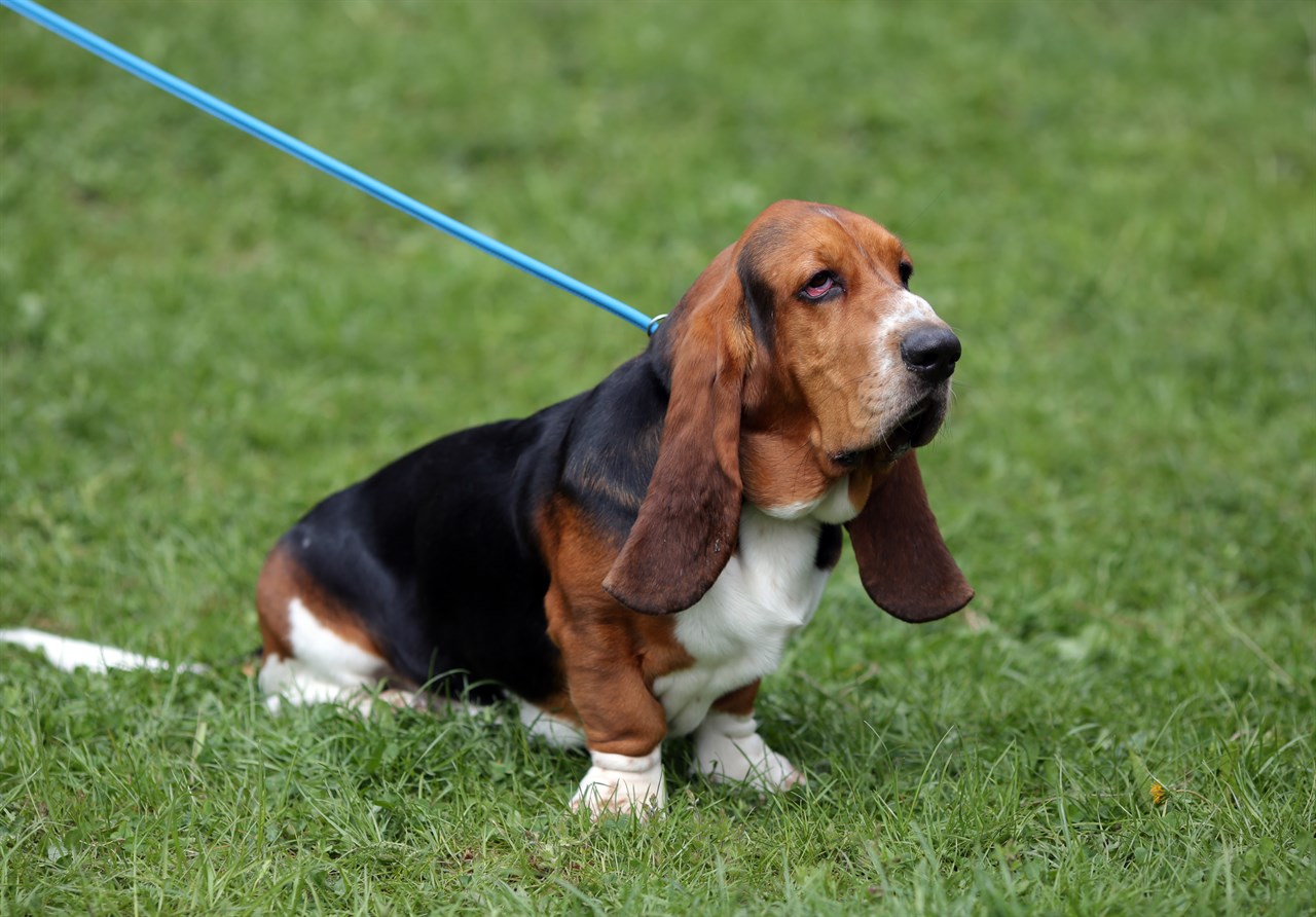 Basset Hound enjoying walking with blue leash