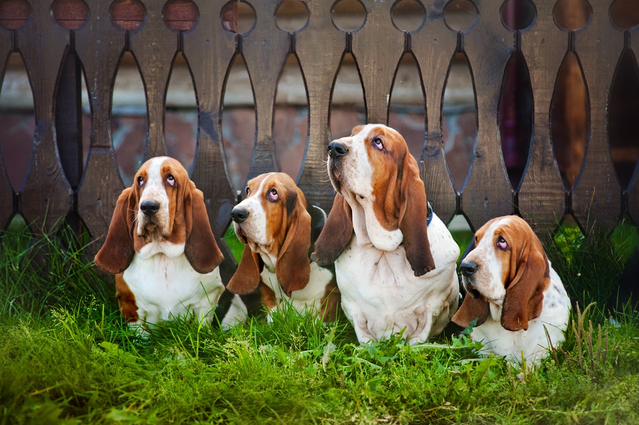 Pack of Basset Hound posing for picture outdoor