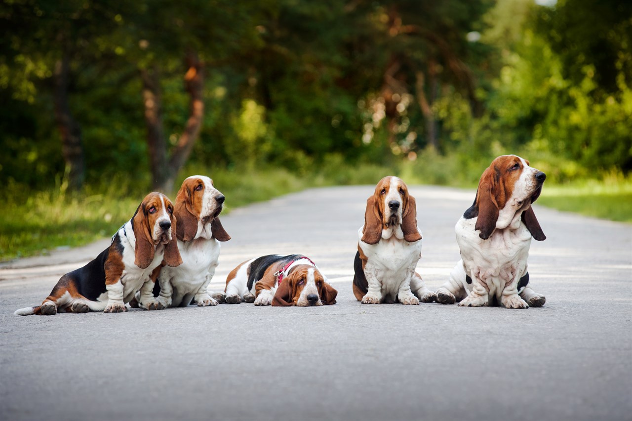 Pack of Basset Hound sitting in the middle of the road