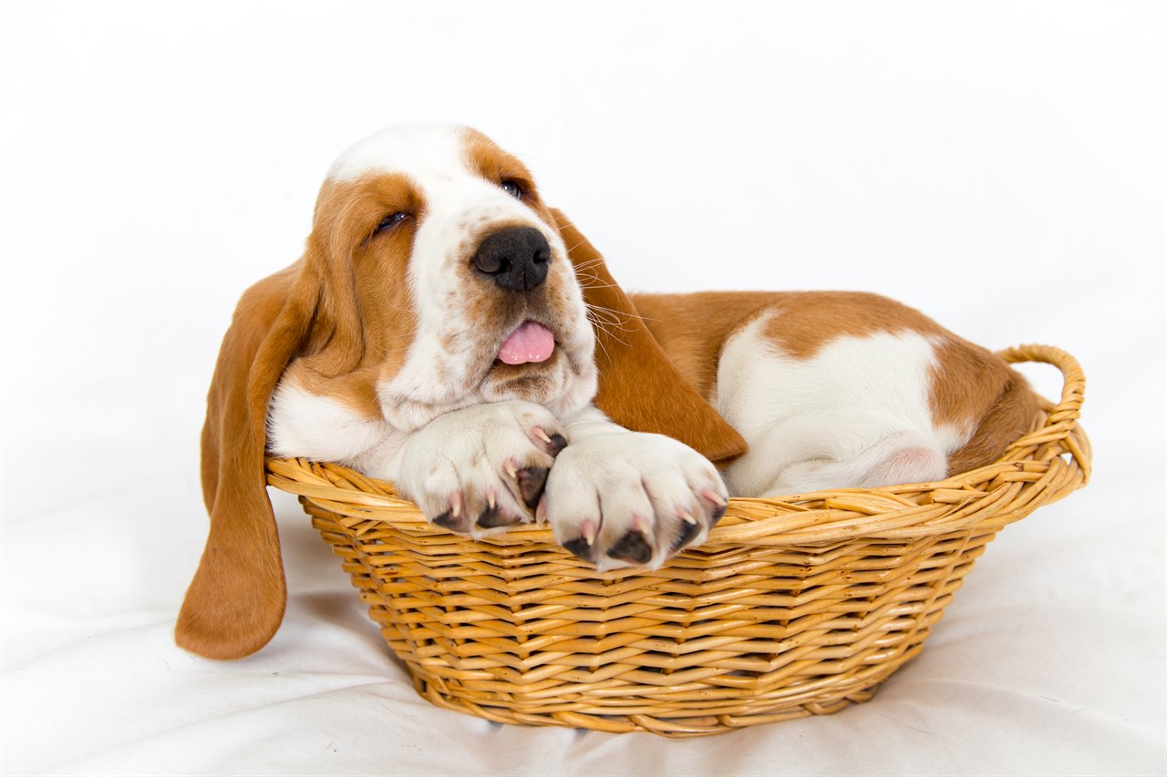 Adorable Basset Hound Puppy sleeping in the basket