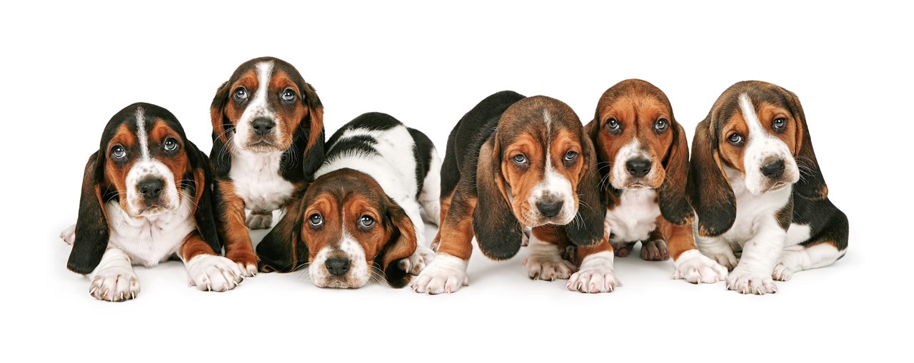 Litter of Basset Hound Puppy looking at camera in white background