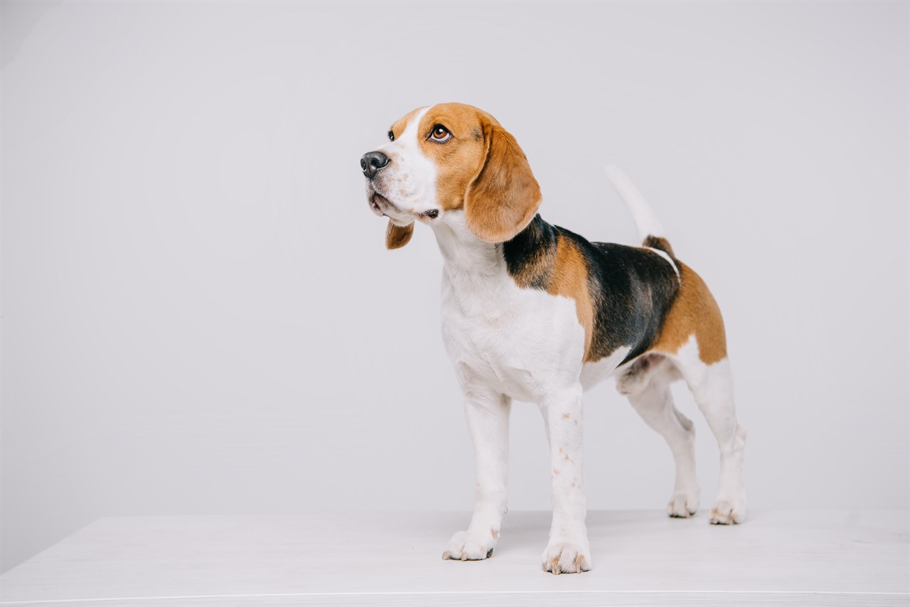 Beagle Dog standing with white background