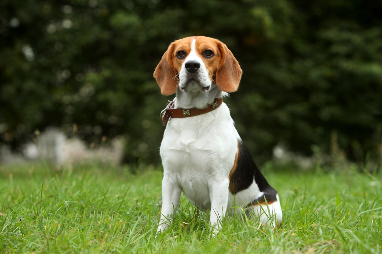 Beagle with chocolate collar standing on green grass