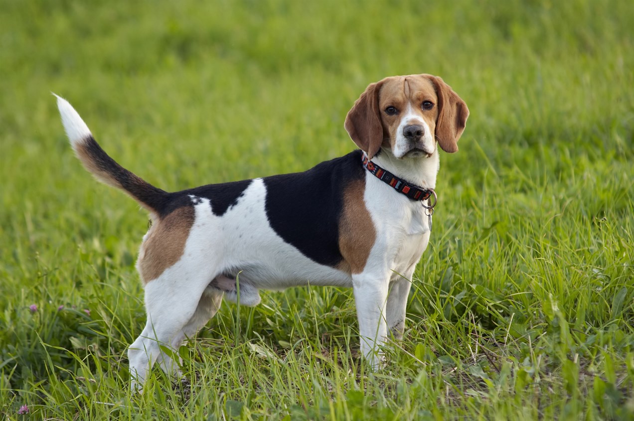 Cute Beagle standing tail up outdoor