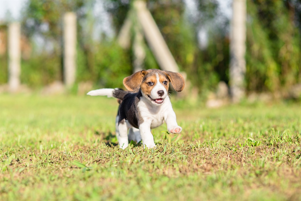 Playful Beagle Puppy running outdoor