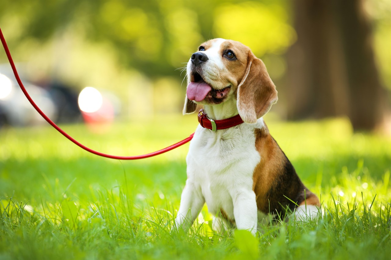 Cute Beagle Puppy on a leash in a park